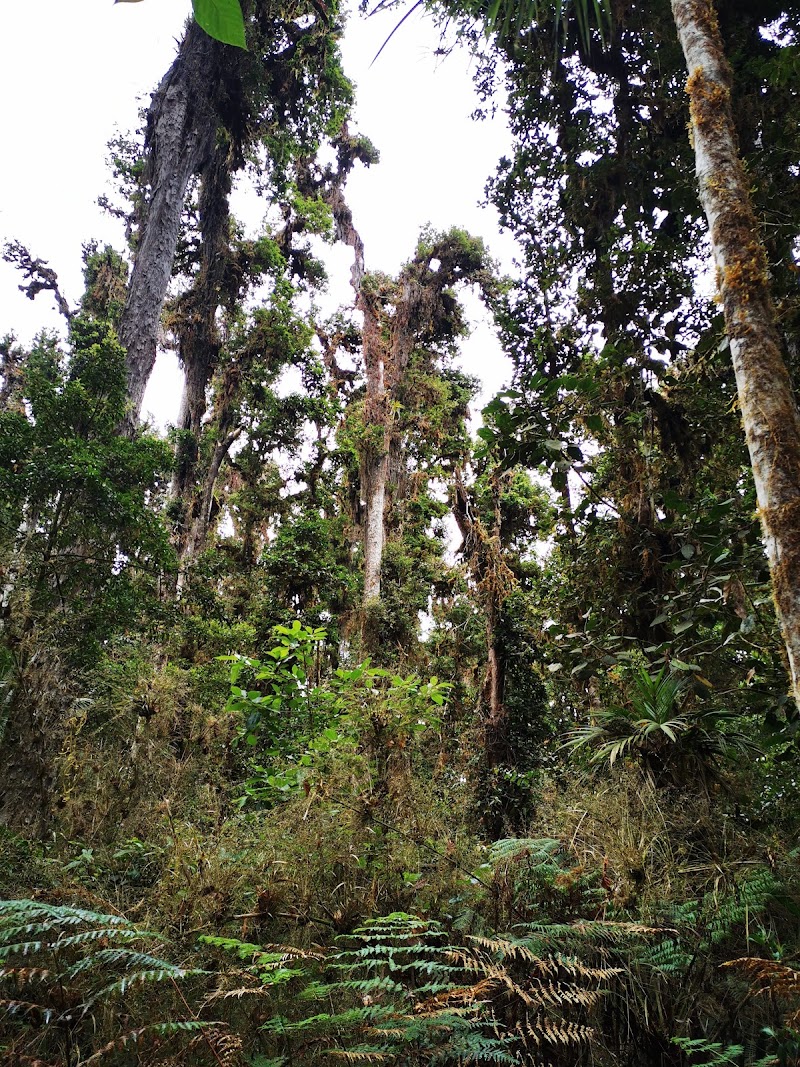 Parque Internacional La Amistad in Crorina