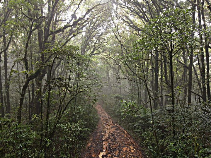 Photo 2 at Parque Nacional La Tigra in Los Planes