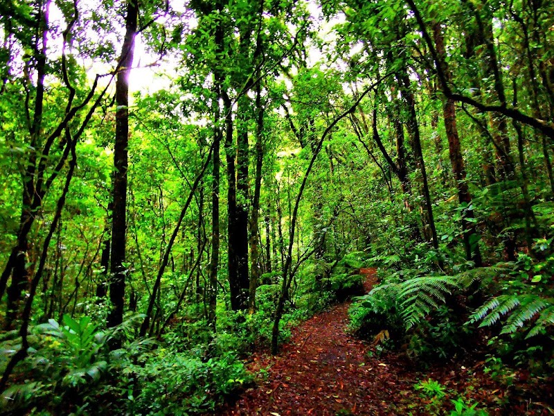 Photo 1 at Parque Nacional La Tigra in Los Planes