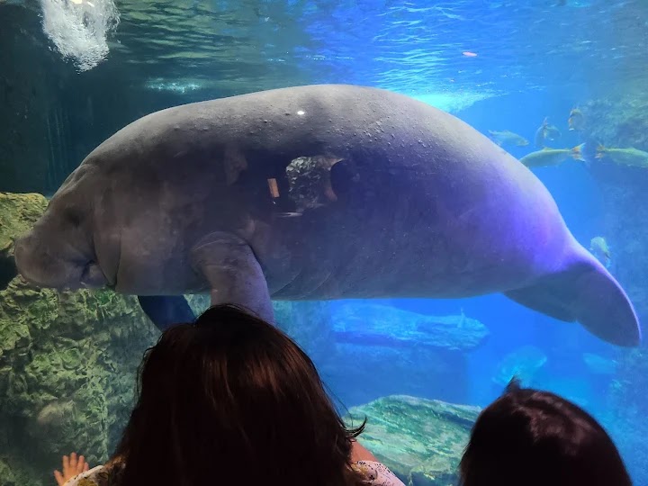 Photo 2 at The Dallas World Aquarium in Dallas