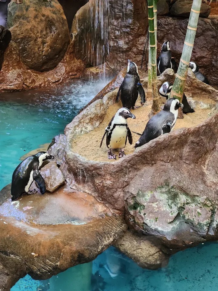 Photo 6 at The Dallas World Aquarium in Dallas