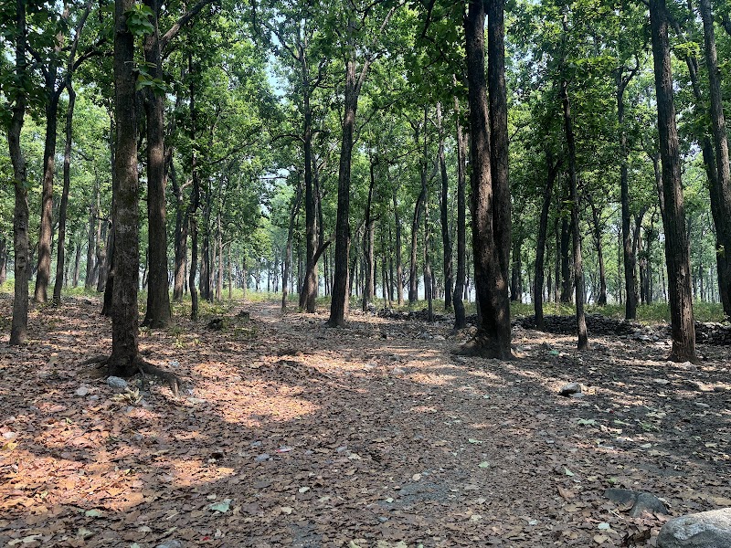 Photo 4 at Jim Corbett National Park in 