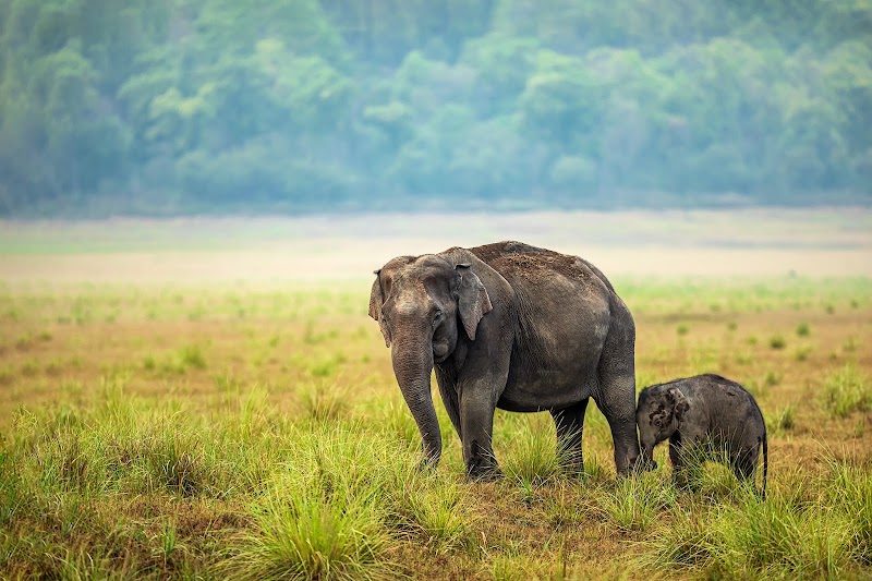 Photo 6 at Jim Corbett National Park in 
