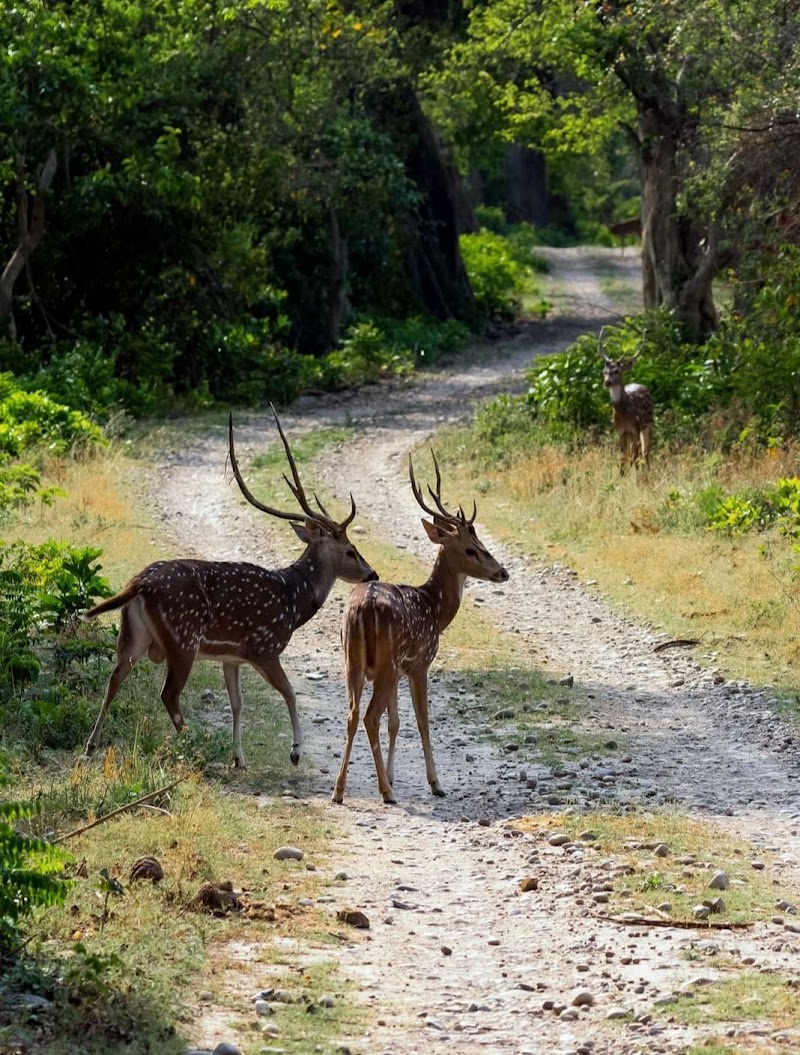 Photo 2 at Jim Corbett National Park in 