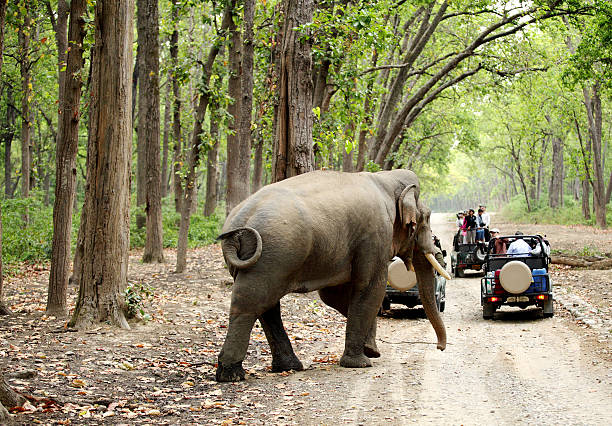 Photo 5 at Jim Corbett National Park in 