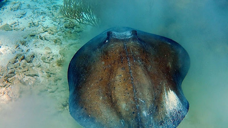 Photo 4 at Roatan Ocean Adventures in French Cay