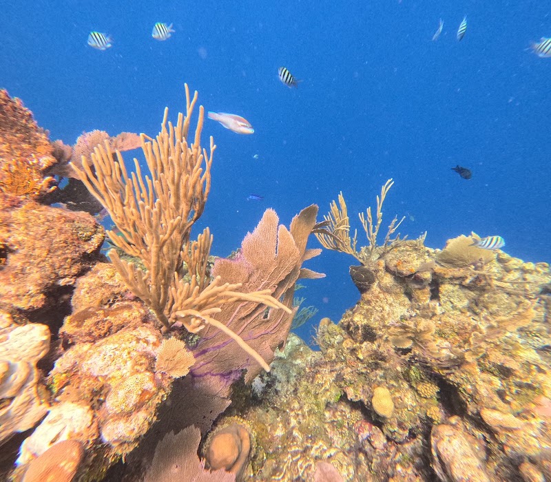 Photo 1 at Roatan Ocean Adventures in French Cay