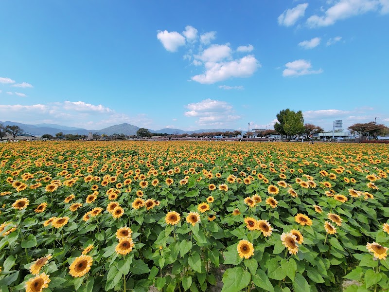 Photo 5 at Cheomseongdae Observatory in Gyeongju