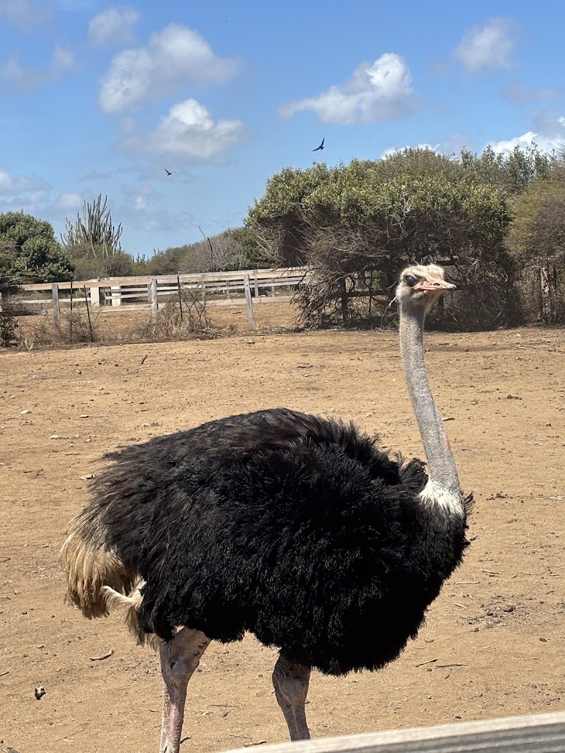 Curaçao Ostrich Farm in Willemstad