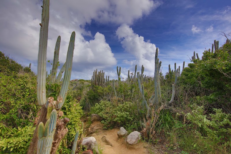 Photo 2 at Devil's Bay National Park in Spanish Town