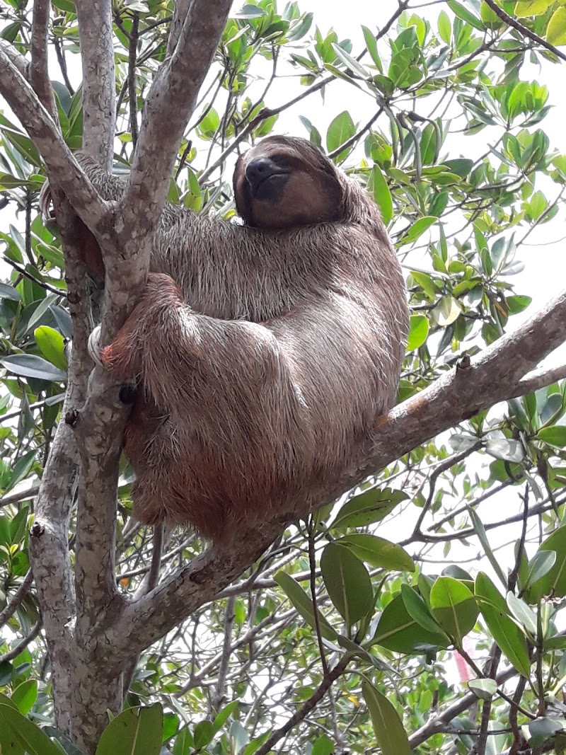 Photo 5 at Daniel Johnson's Monkey and Sloth Hang Out in French Cay