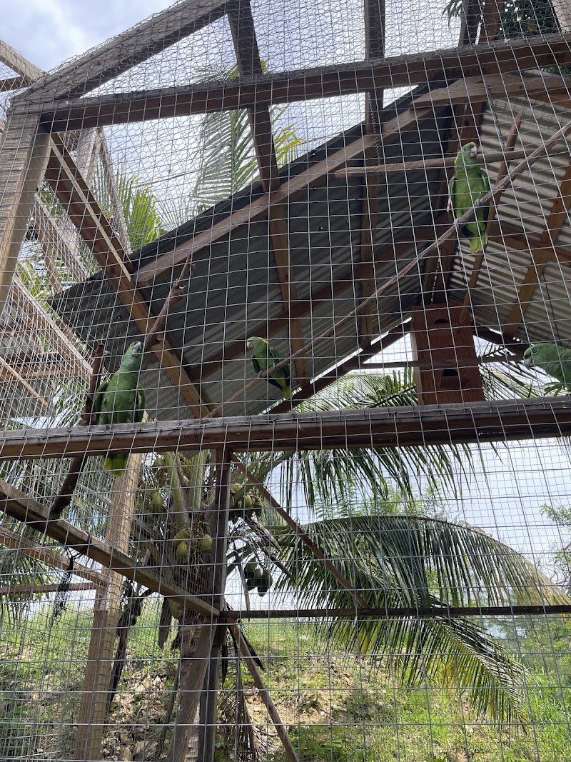 Photo 4 at Daniel Johnson's Monkey and Sloth Hang Out in French Cay
