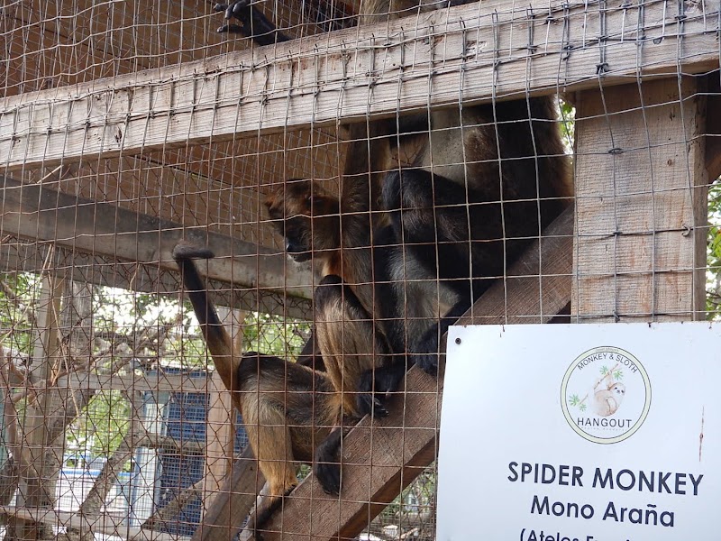 Photo 2 at Daniel Johnson's Monkey and Sloth Hang Out in French Cay