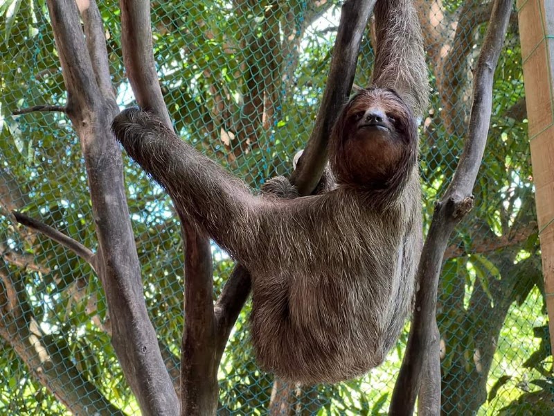 Daniel Johnson's Monkey and Sloth Hang Out in French Cay