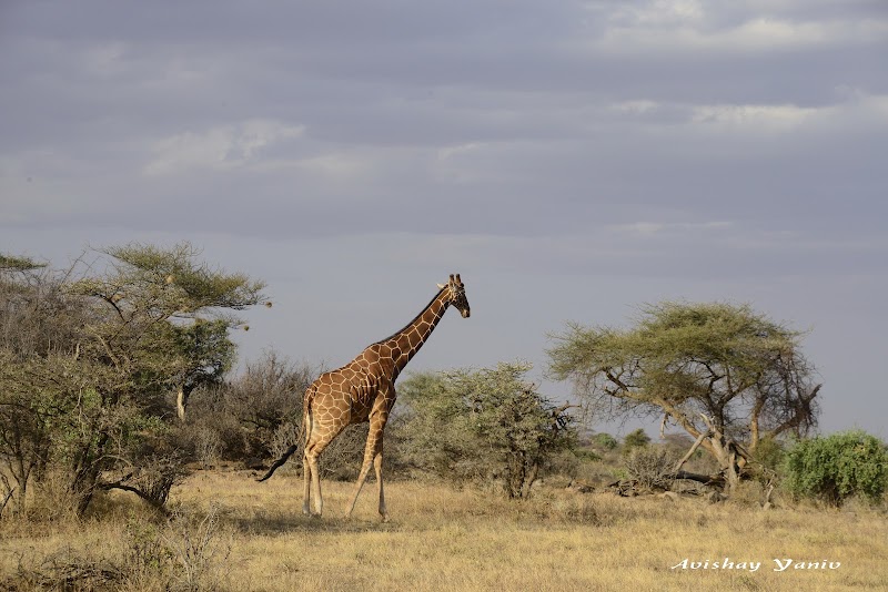 Photo 1 at Samburu National Reserve in 