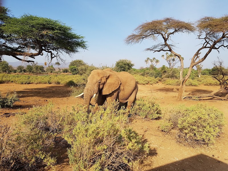 Photo 5 at Samburu National Reserve in 
