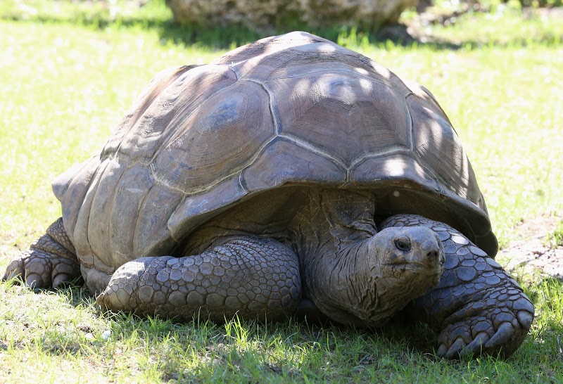 Aldabra in 