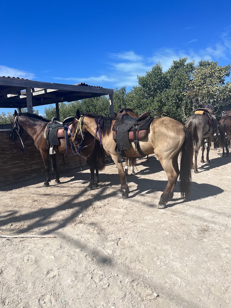 Photo 5 at TCI Heritage Horseback Riding & Tours in 