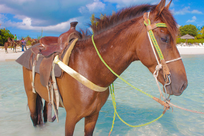 Photo 2 at TCI Heritage Horseback Riding & Tours in 