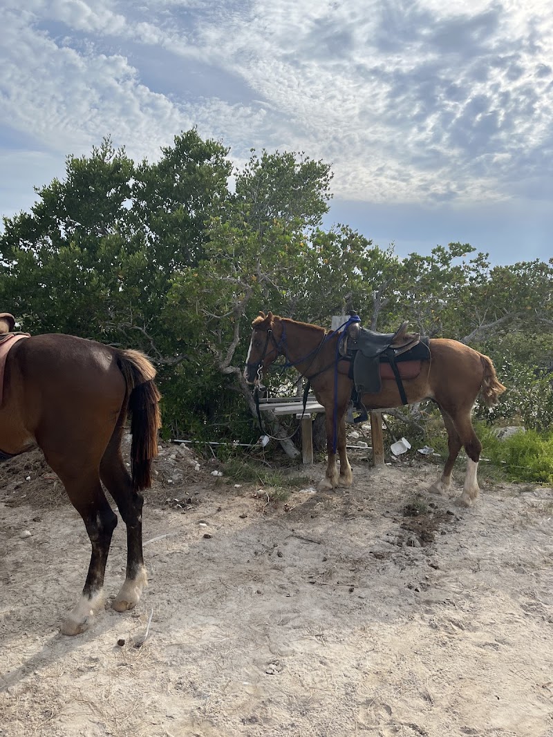 Photo 3 at TCI Heritage Horseback Riding & Tours in 