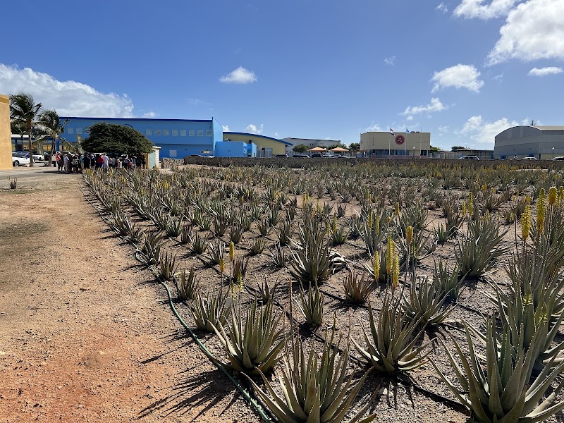 Photo 1 at Aruba Aloe Factory Museum and Store in Oranjestad