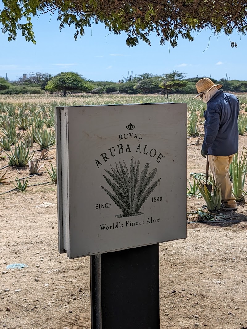 Photo 3 at Aruba Aloe Factory Museum and Store in Oranjestad