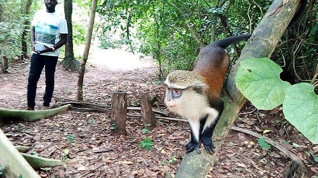 Tafi Atome Monkey Sanctuary And Cultural Village in Tafi