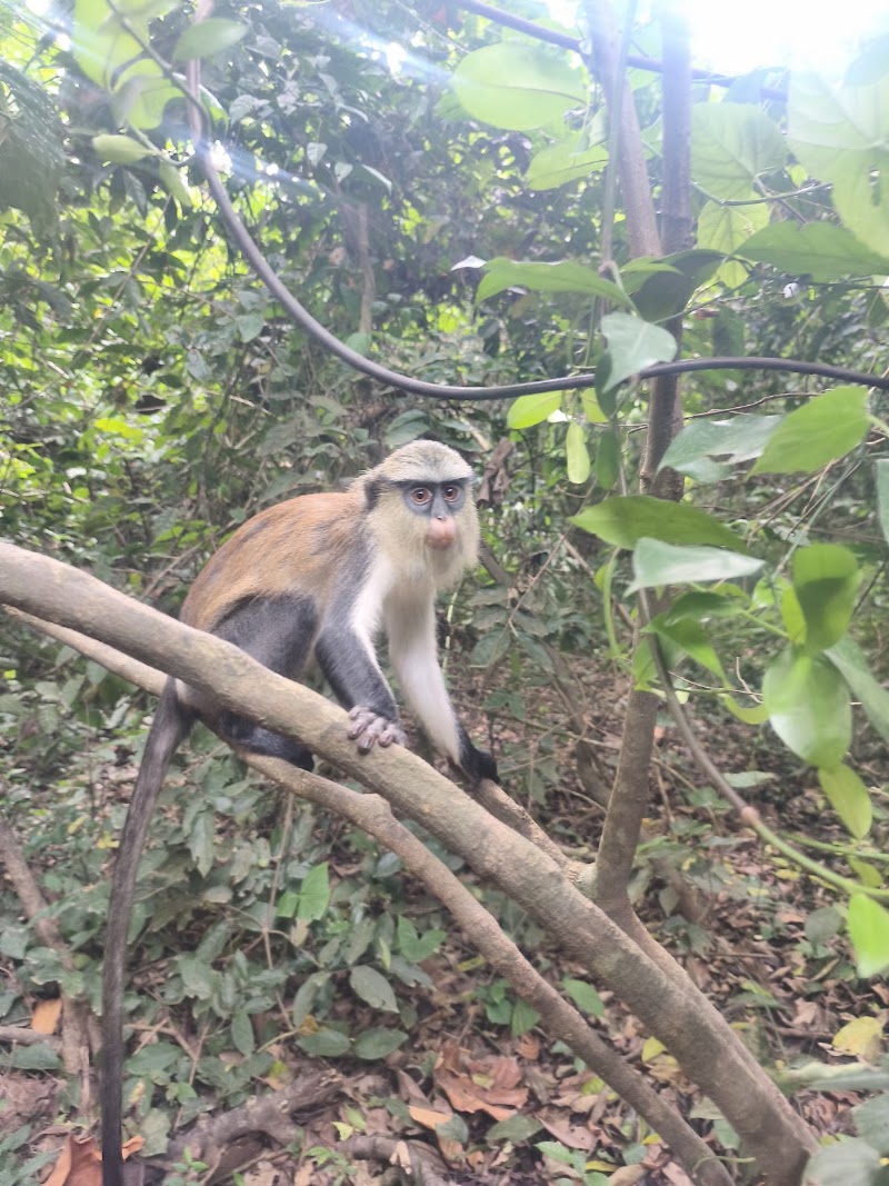 Photo 1 at Tafi Atome Monkey Sanctuary And Cultural Village in Tafi