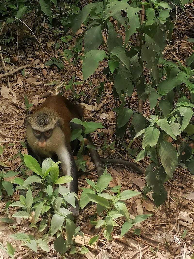 Photo 4 at Tafi Atome Monkey Sanctuary And Cultural Village in Tafi