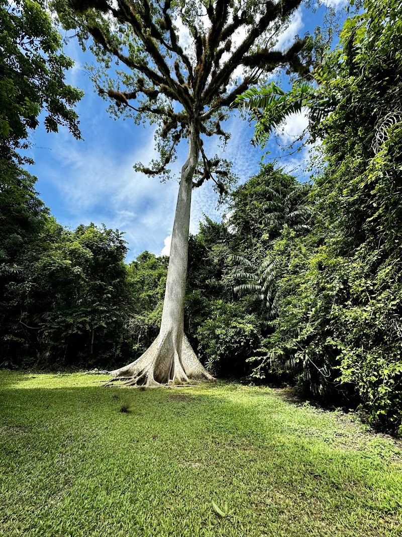 Photo 3 at Tikal National Park in Tikal