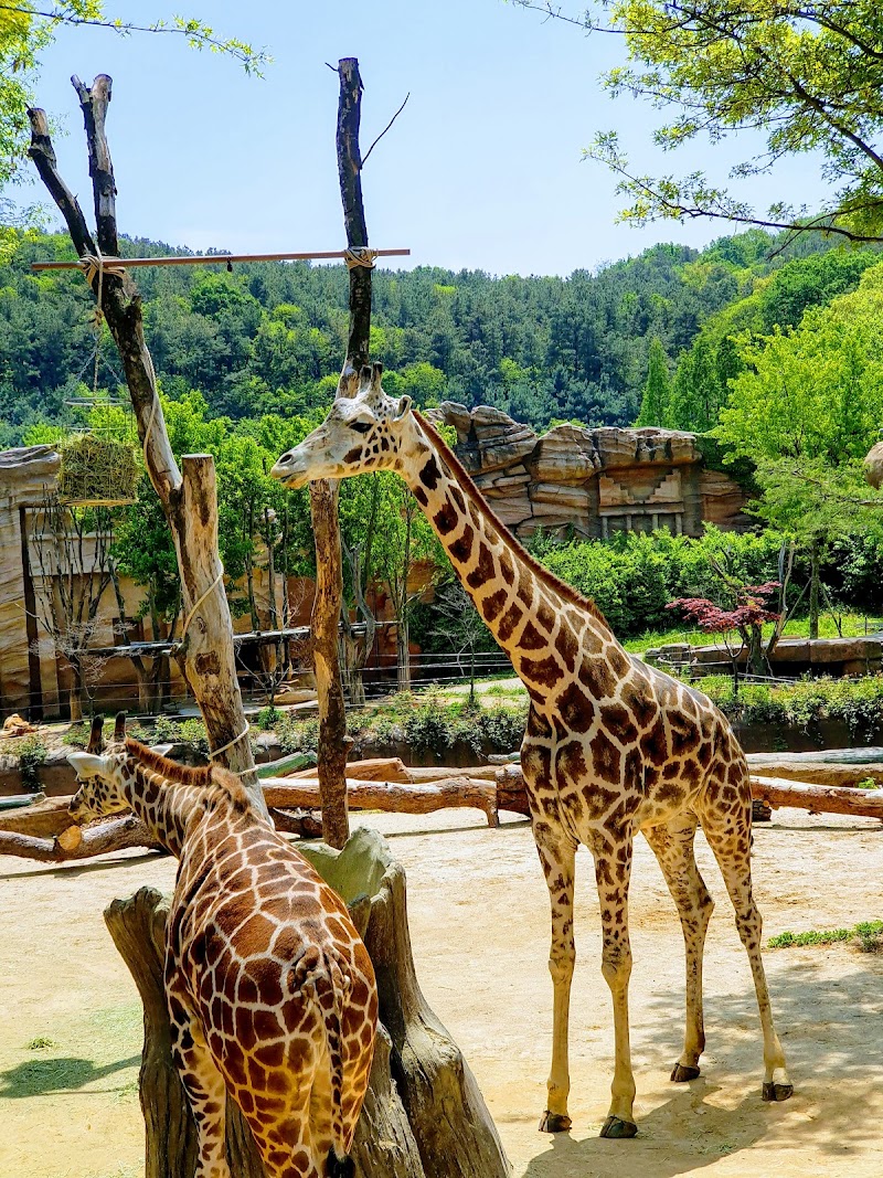 Photo 5 at Everland in Yongin-si
