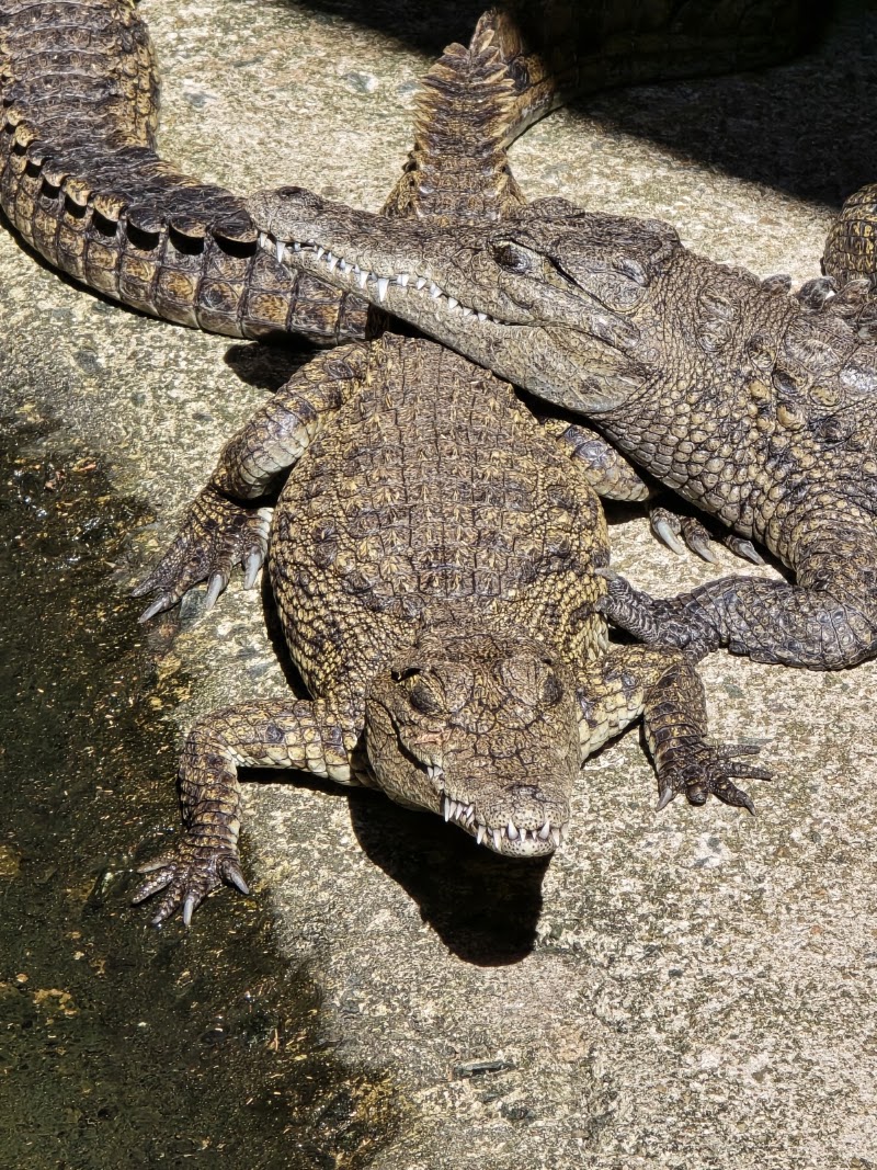 Photo 1 at Chobe Crocodile Farm in Kasane
