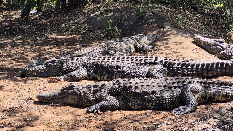 Chobe Crocodile Farm in Kasane