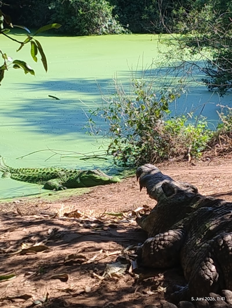 Photo 3 at Chobe Crocodile Farm in Kasane