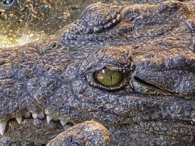 Photo 2 at Chobe Crocodile Farm in Kasane