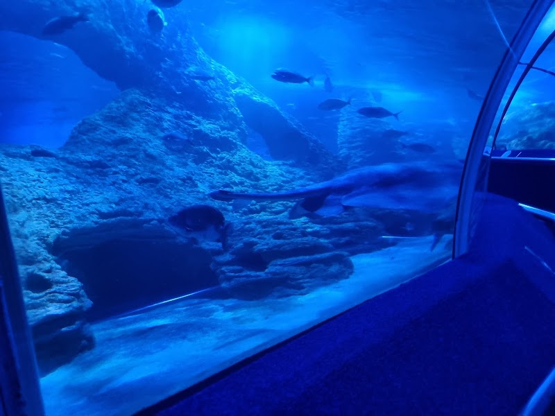 Photo 6 at AQWA The Aquarium Of Western Australia in Hillarys