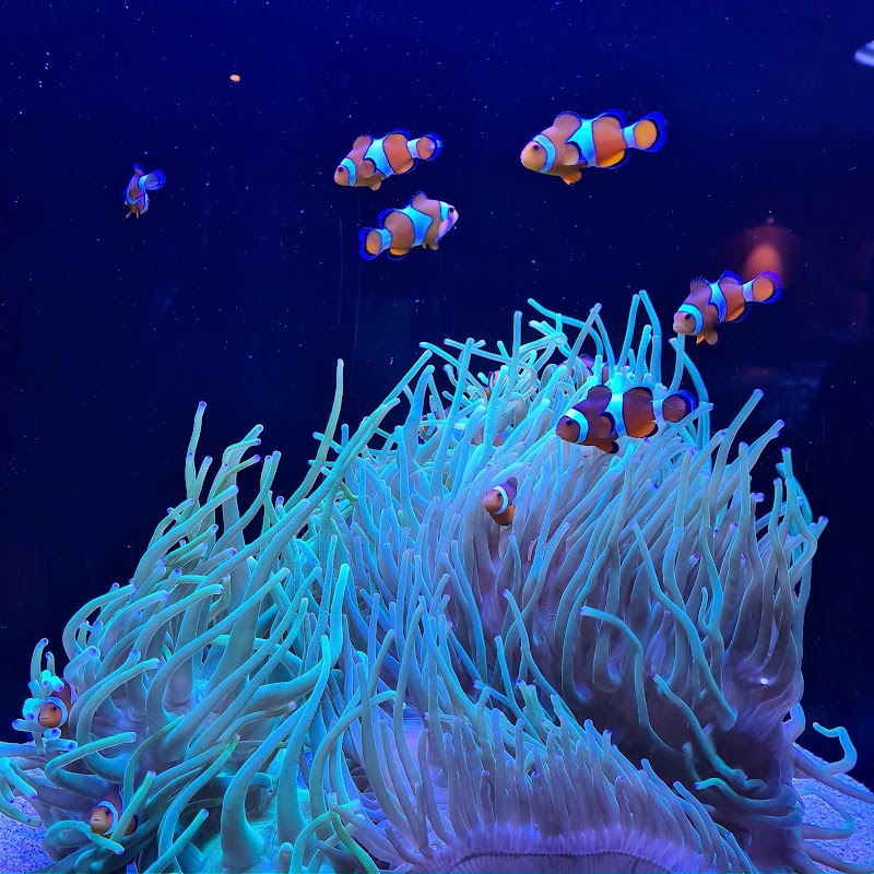 Photo 5 at AQWA The Aquarium Of Western Australia in Hillarys