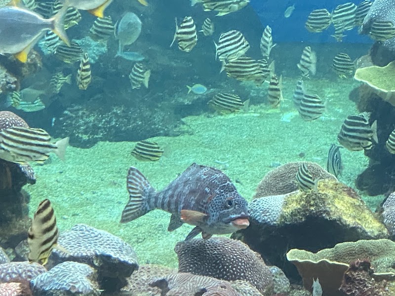 Photo 4 at AQWA The Aquarium Of Western Australia in Hillarys