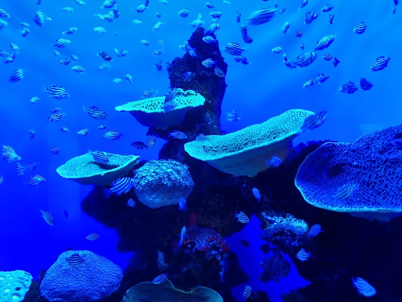 Photo 3 at AQWA The Aquarium Of Western Australia in Hillarys