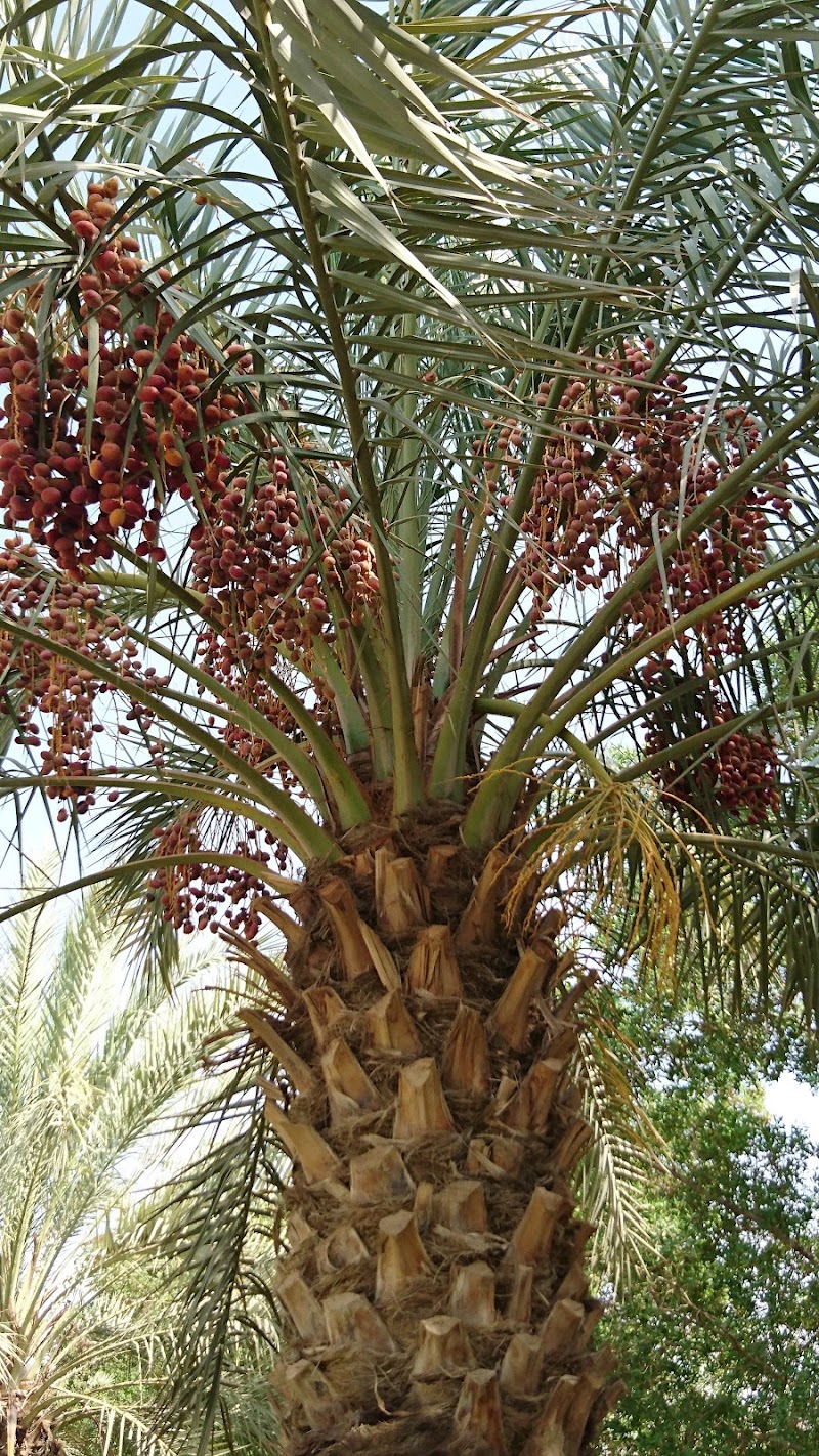 Photo 5 at Saudi Arabia - Chinese Friendship Garden in Riyadh