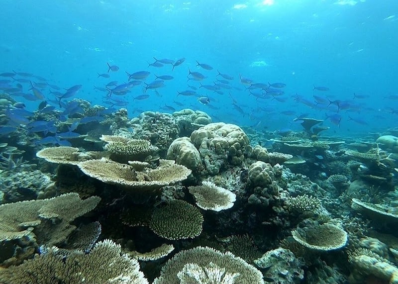 Photo 5 at Maldive Islands in 