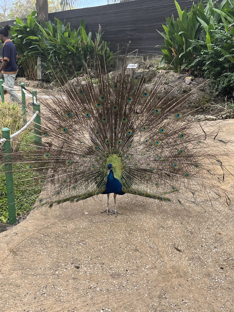 Photo 6 at Graeme Hall Nature Sanctuary, Barbados in Bridgetown