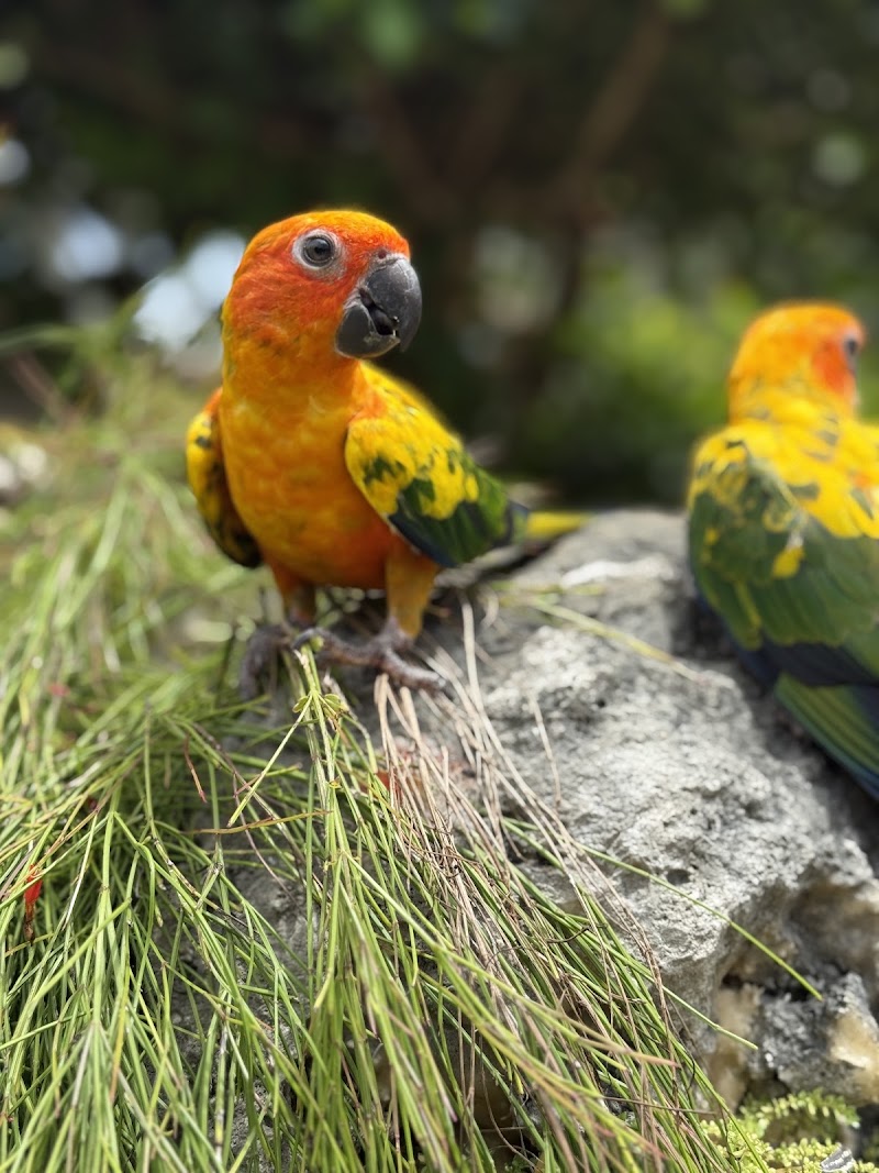 Photo 3 at Graeme Hall Nature Sanctuary, Barbados in Bridgetown