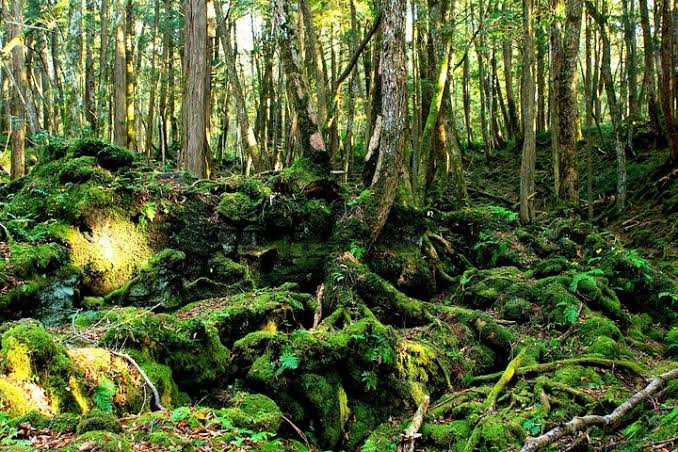 Aokigahara Forest in Fujikawaguchiko