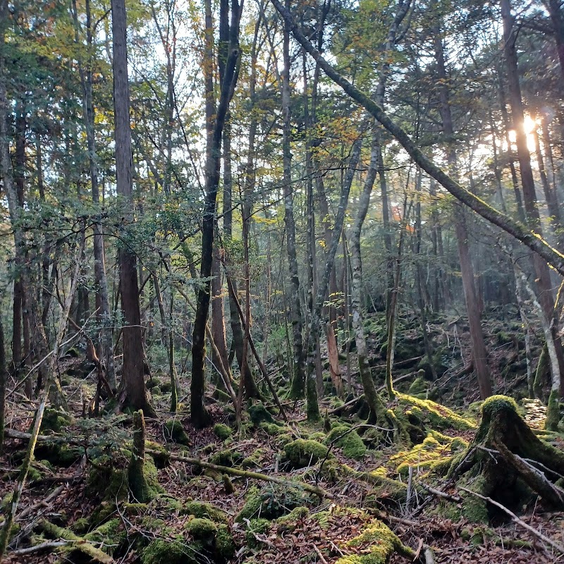 Photo 1 at Aokigahara Forest in Fujikawaguchiko
