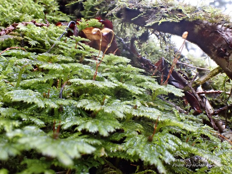 Photo 4 at Aokigahara Forest in Fujikawaguchiko