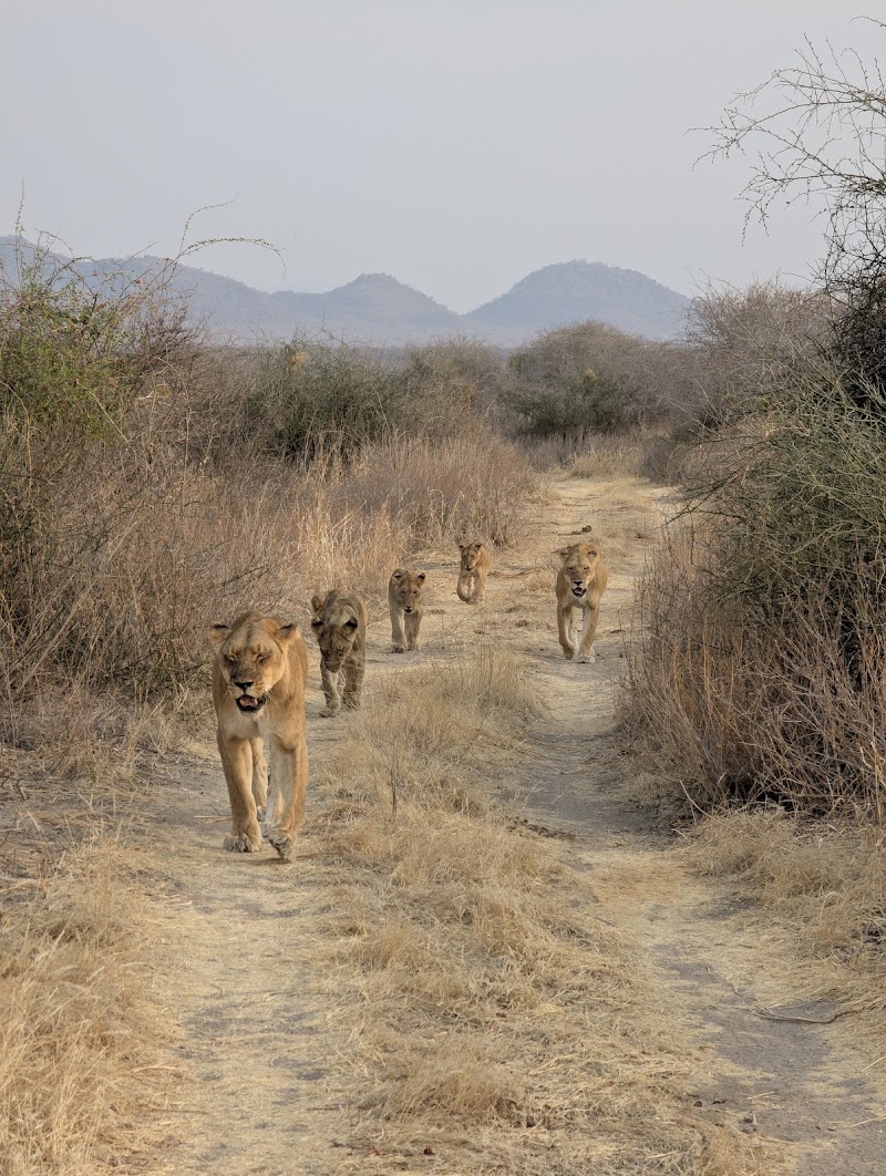 Photo 3 at Ruaha National Park in Iringa