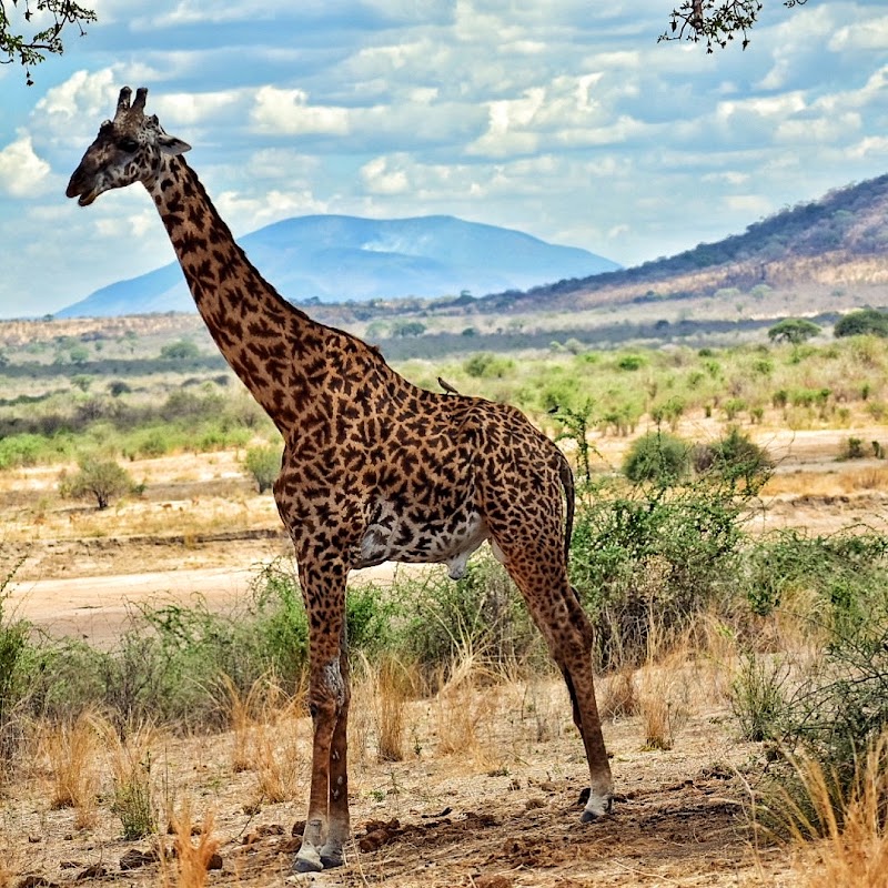 Ruaha National Park in Iringa