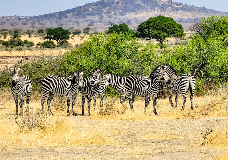 Photo 2 at Ruaha National Park in Iringa