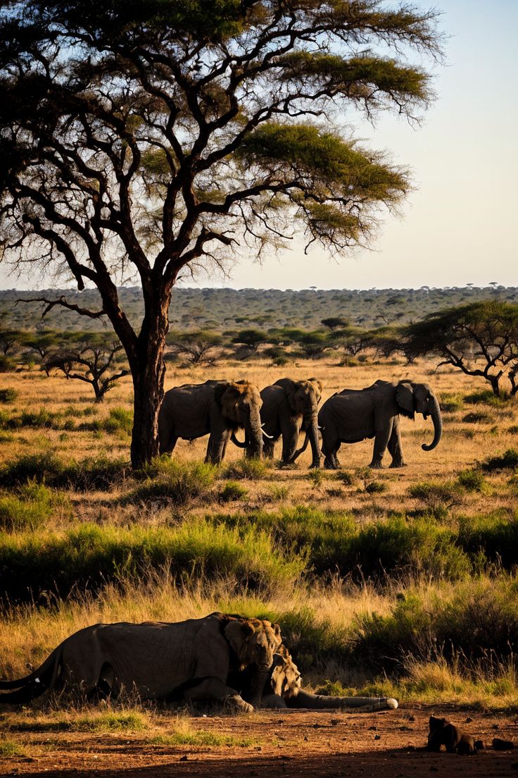 Photo 1 at Ruaha National Park in Iringa